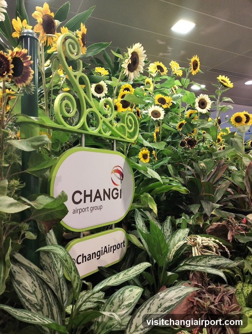 Sunflower display with Changi Airport Group signage