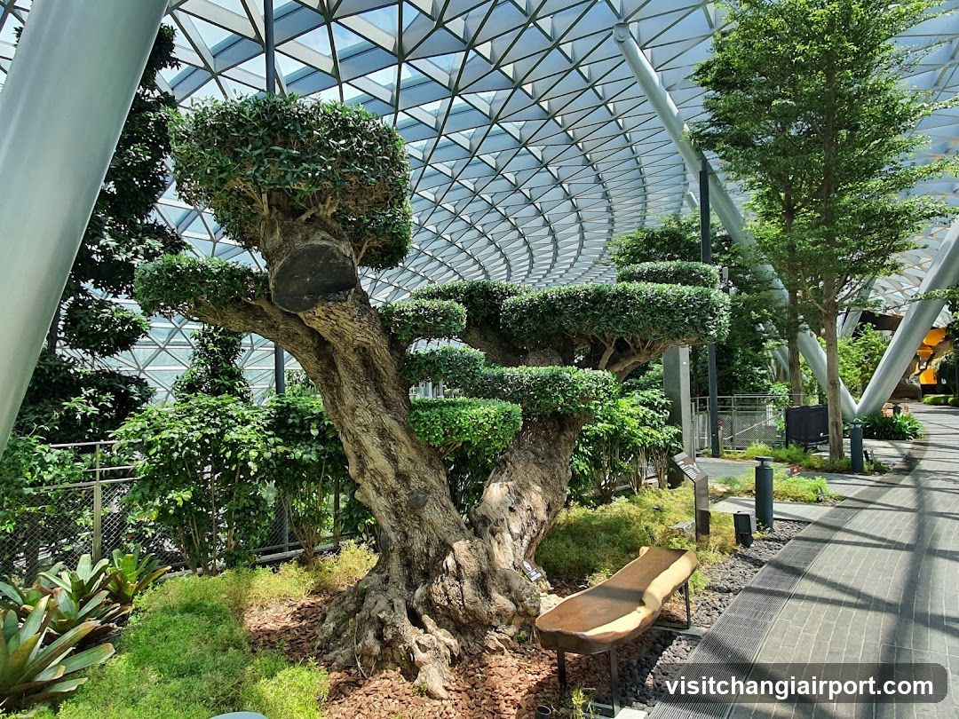 Canopy Park - Jewel Changi