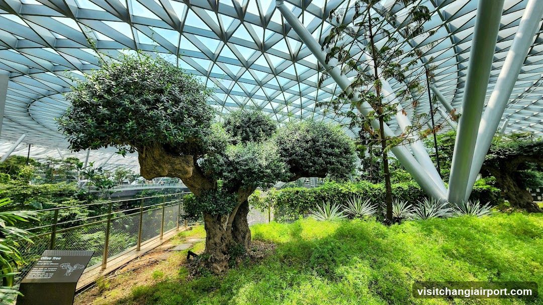 Indoor Garden with Unique Trees