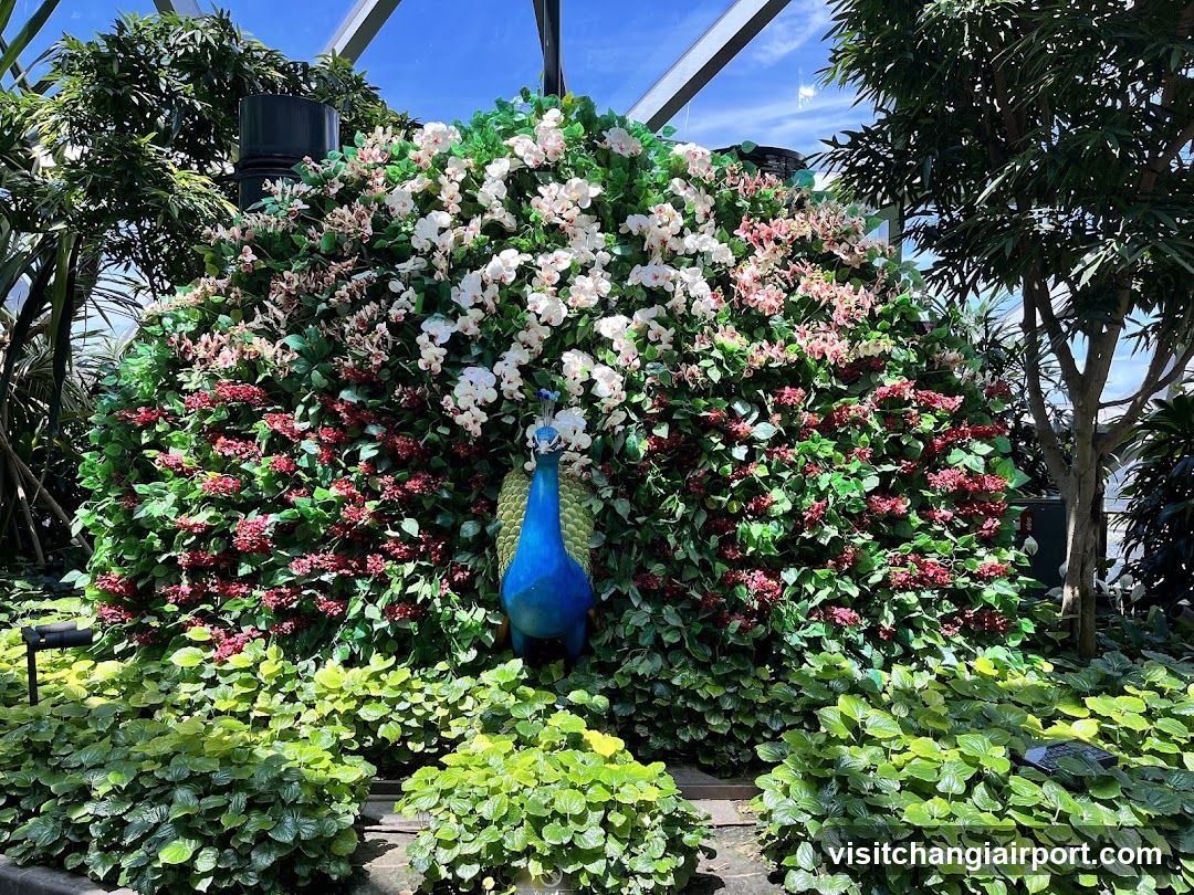 Peacock and Floral Display
