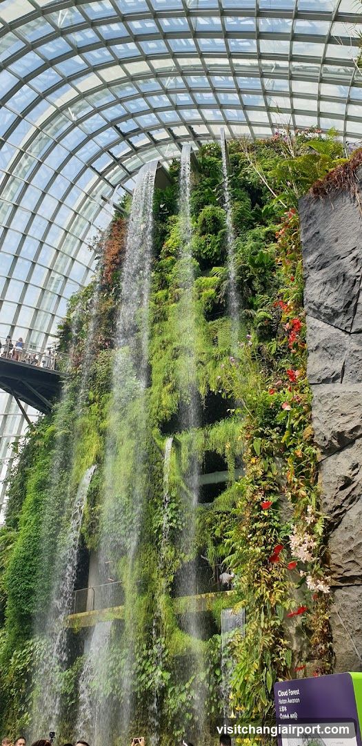 Cloud Forest Waterfall