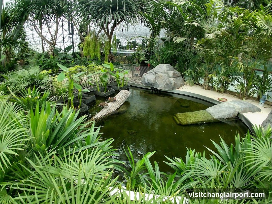 Tropical Garden Pond Scene