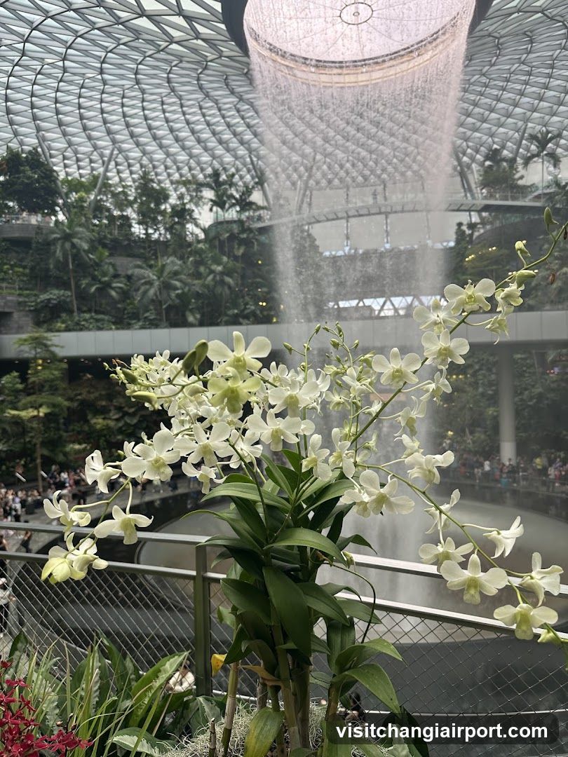 Orchids and Waterfall in Indoor Garden