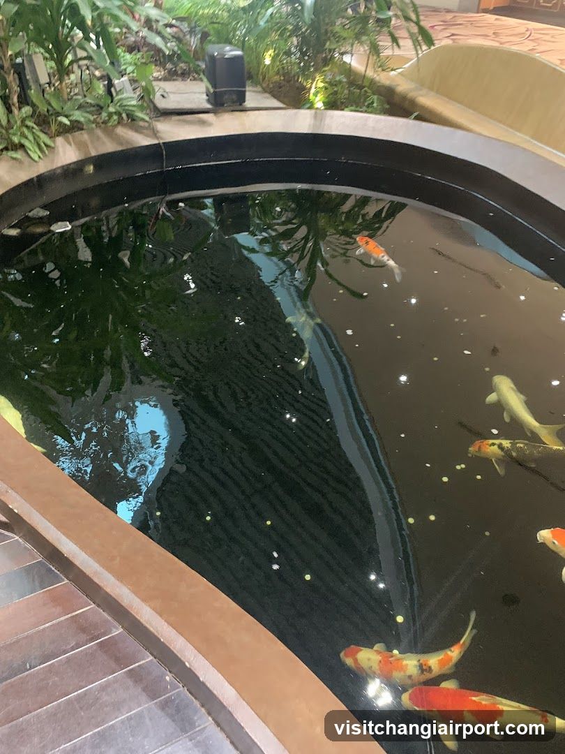 Koi Pond Interior View