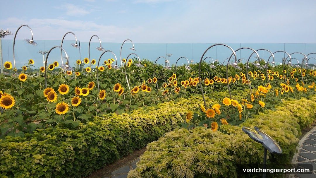 Sunflower Garden by the Sea