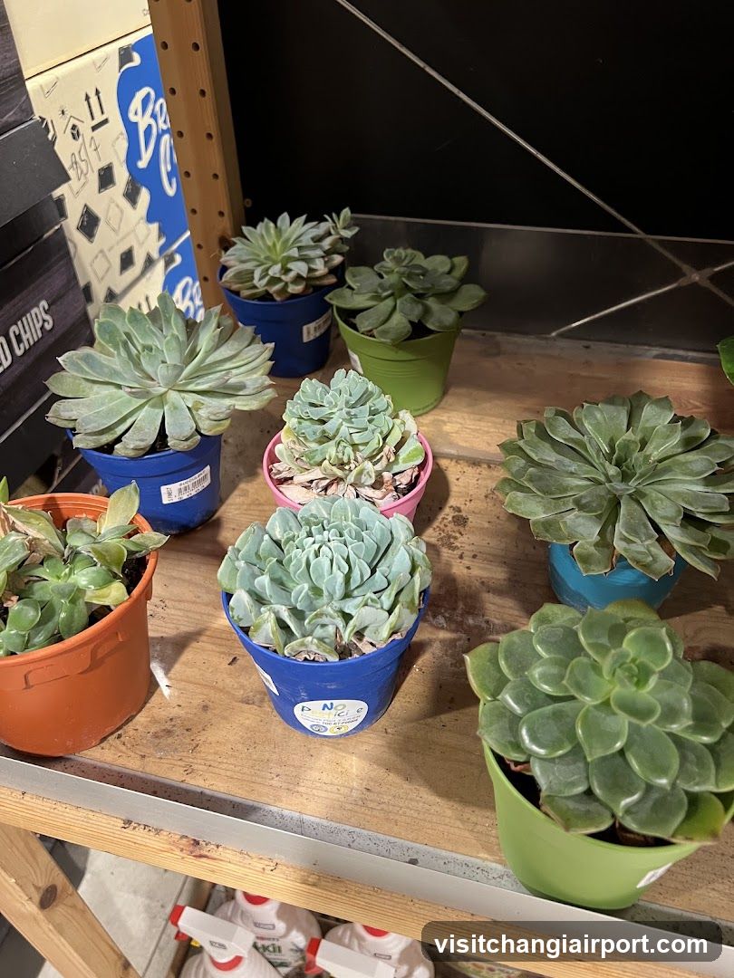 Succulent Plants Display