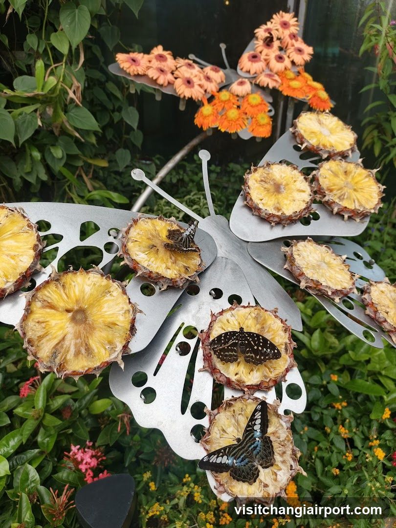 Butterfly Garden