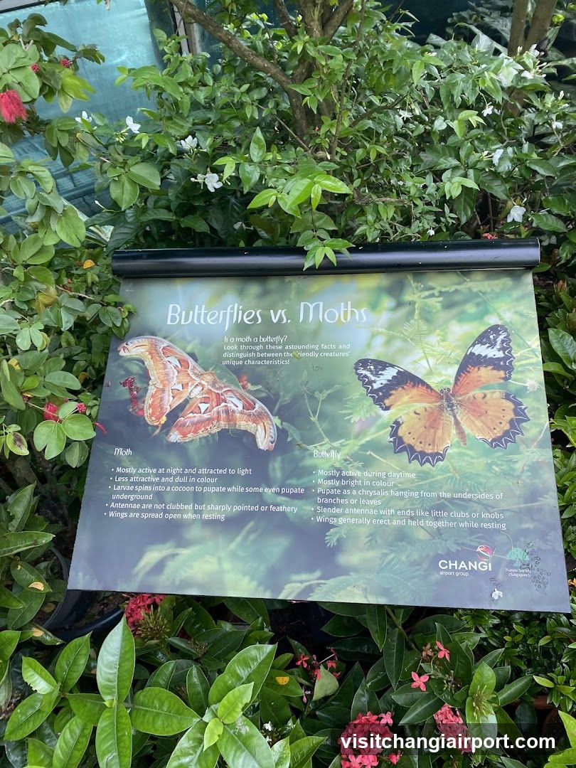 Butterflies vs. Moths Educational Sign