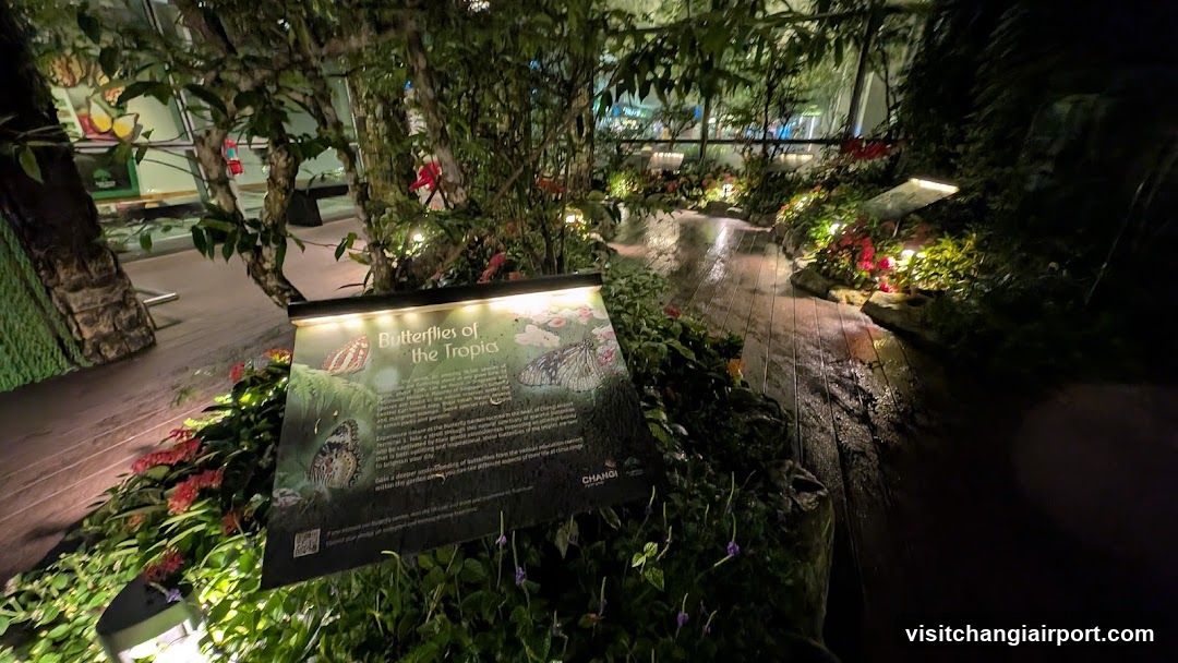 Butterfly Garden