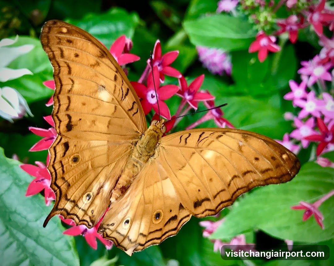 Butterfly on Pink Flowers