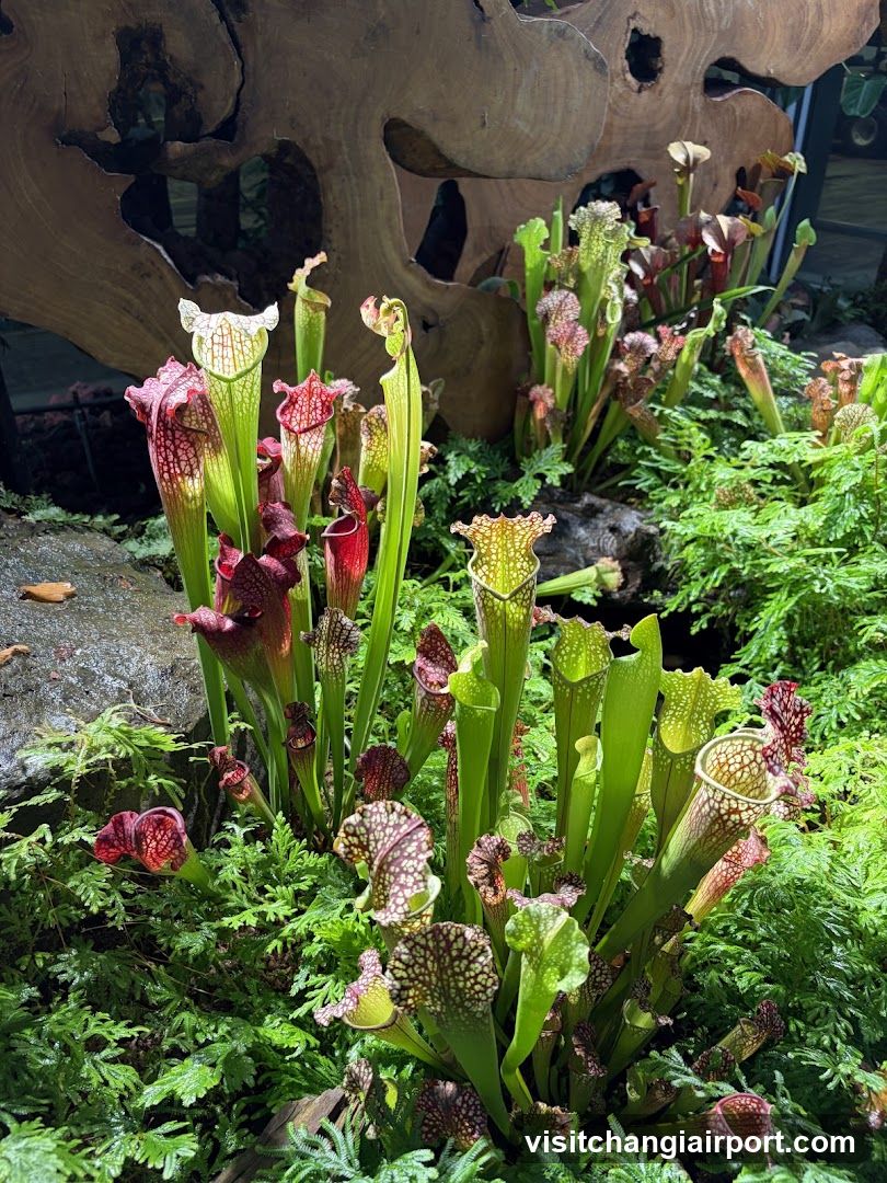Sarracenia Pitcher Plants in a Garden Setting