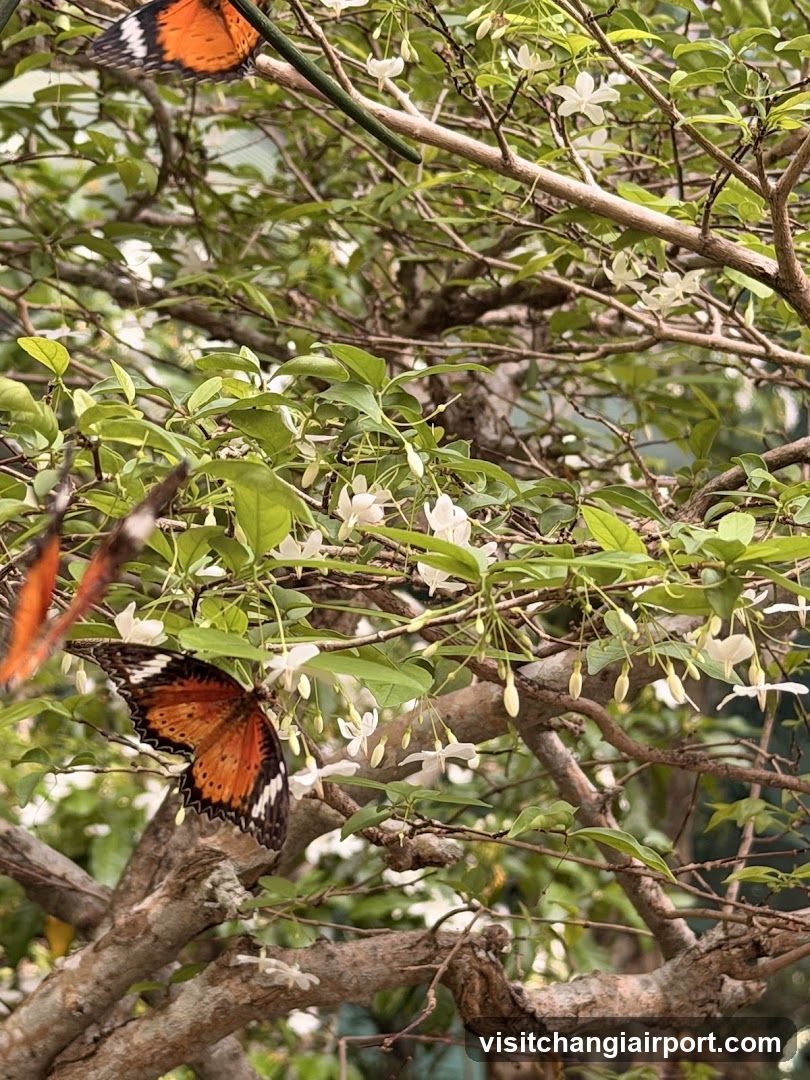 Butterflies on White Flowers