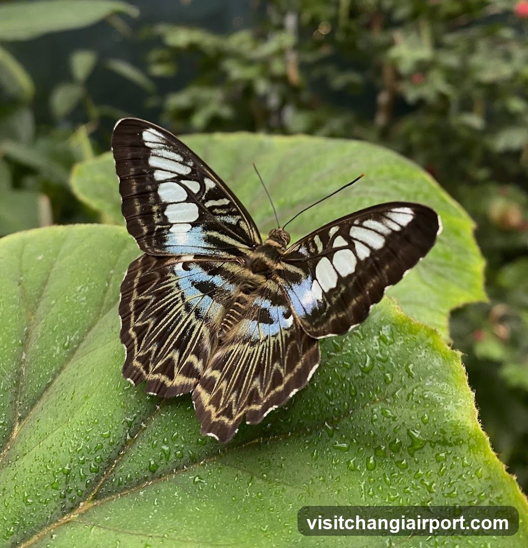 Butterfly on Leaf