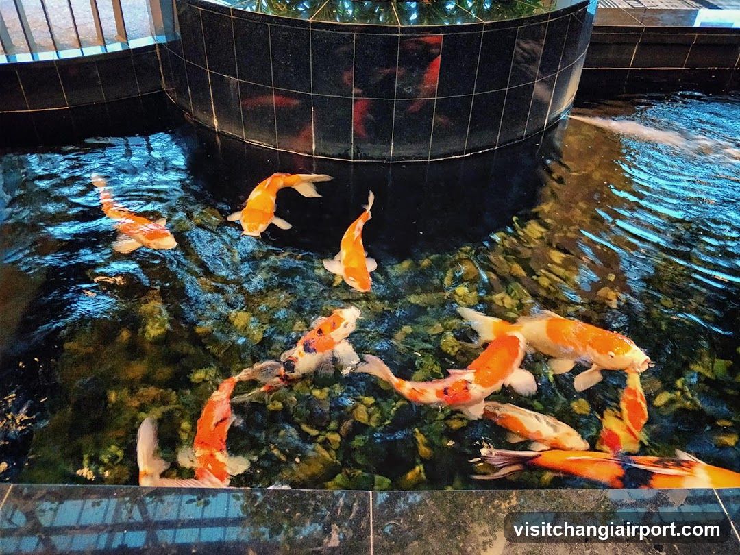 Koi Fish Pond