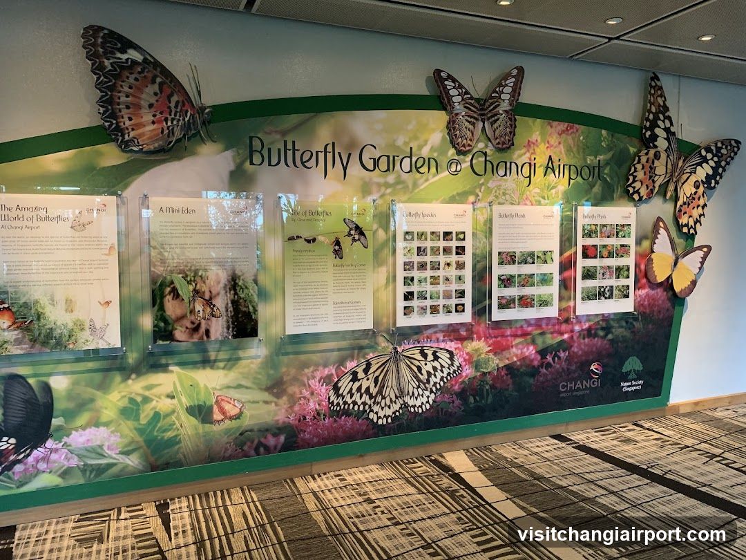 Butterfly Garden @ Changi Airport