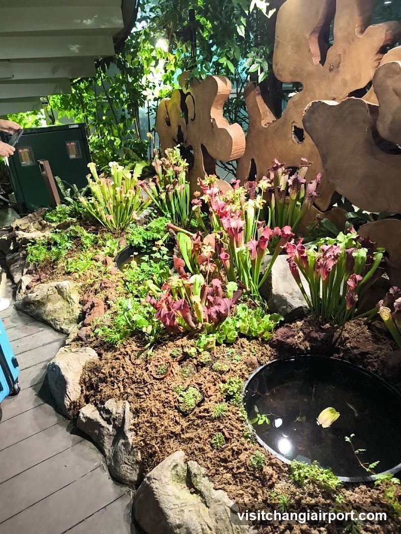 Indoor Plant Display with Pitcher Plants and Decorative Elements