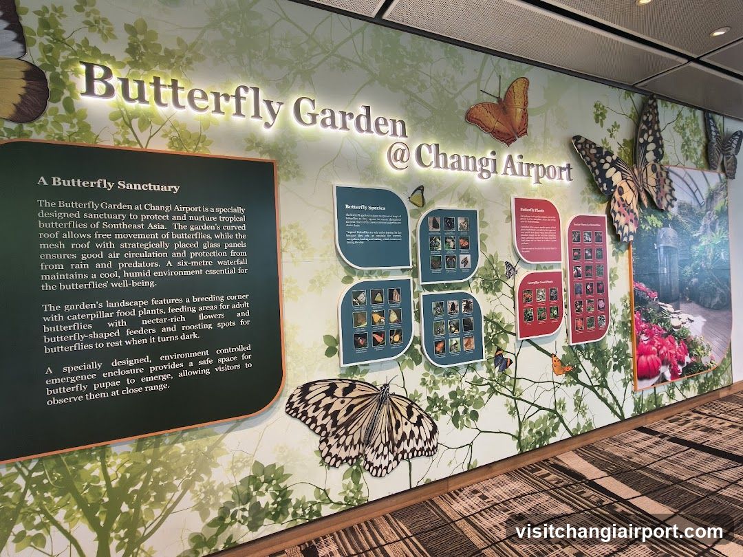 Butterfly Garden @ Changi Airport