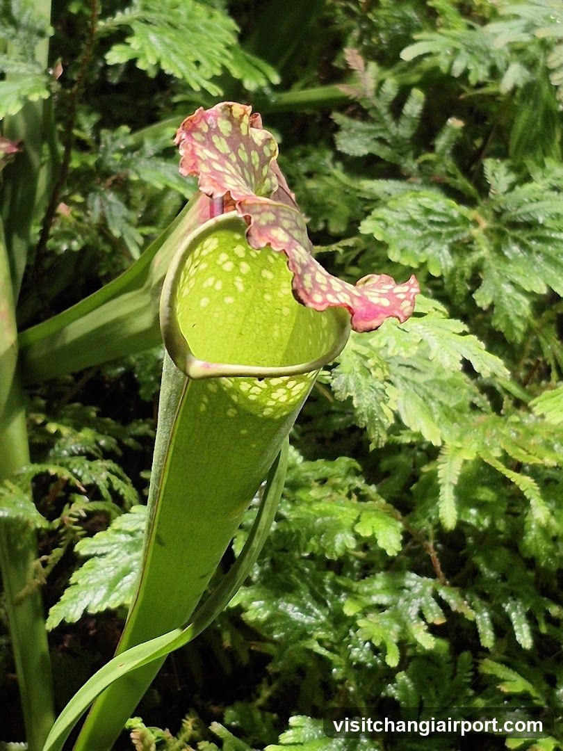 Sarracenia purpurea (Purple Pitcher Plant)