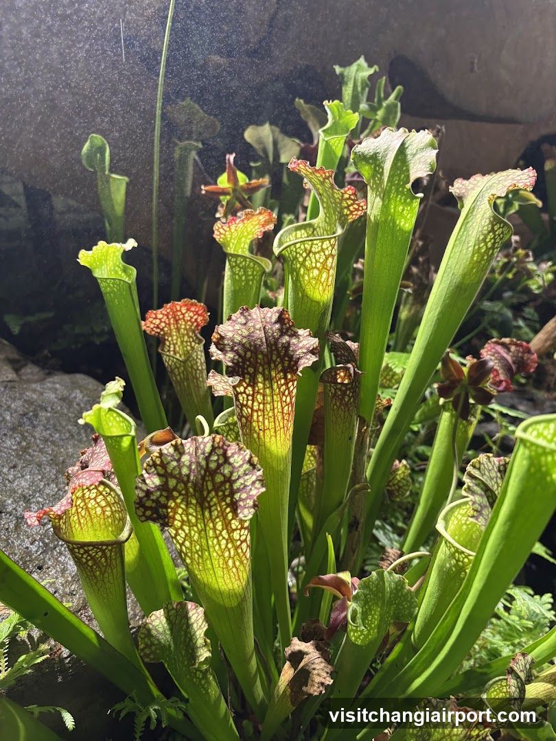 Sarracenia purpurea (Purple Pitcher Plant)