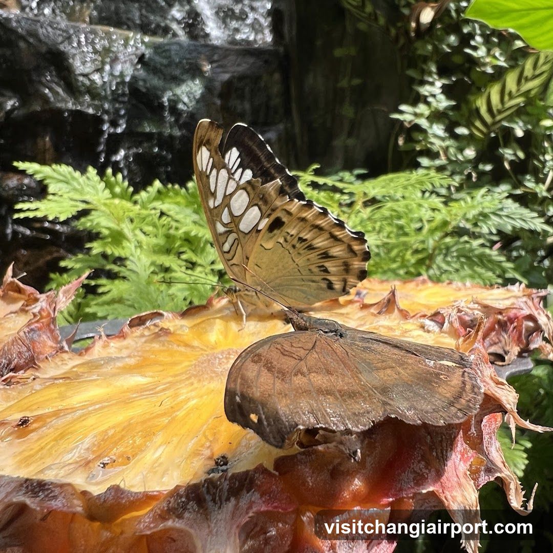 Butterflies on Pineapple