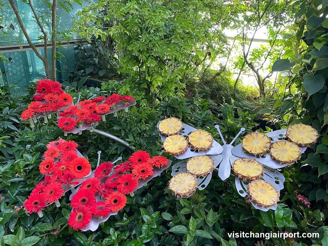 Butterfly Garden Display