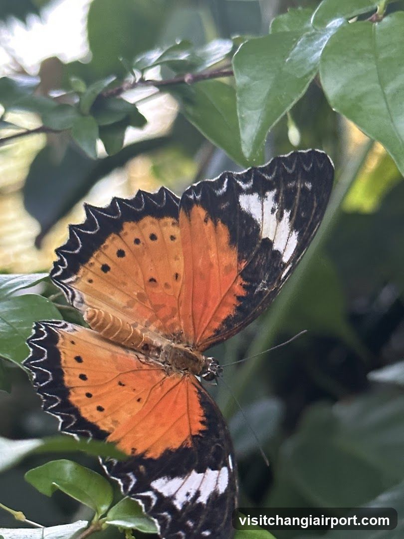 Butterfly on Leaf