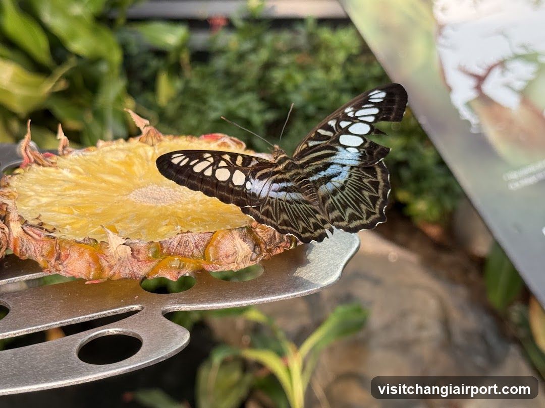 Butterfly on Pineapple Slice