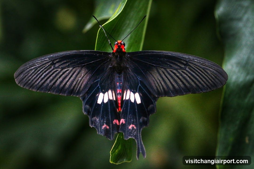 Black Swallowtail Butterfly on Leaf