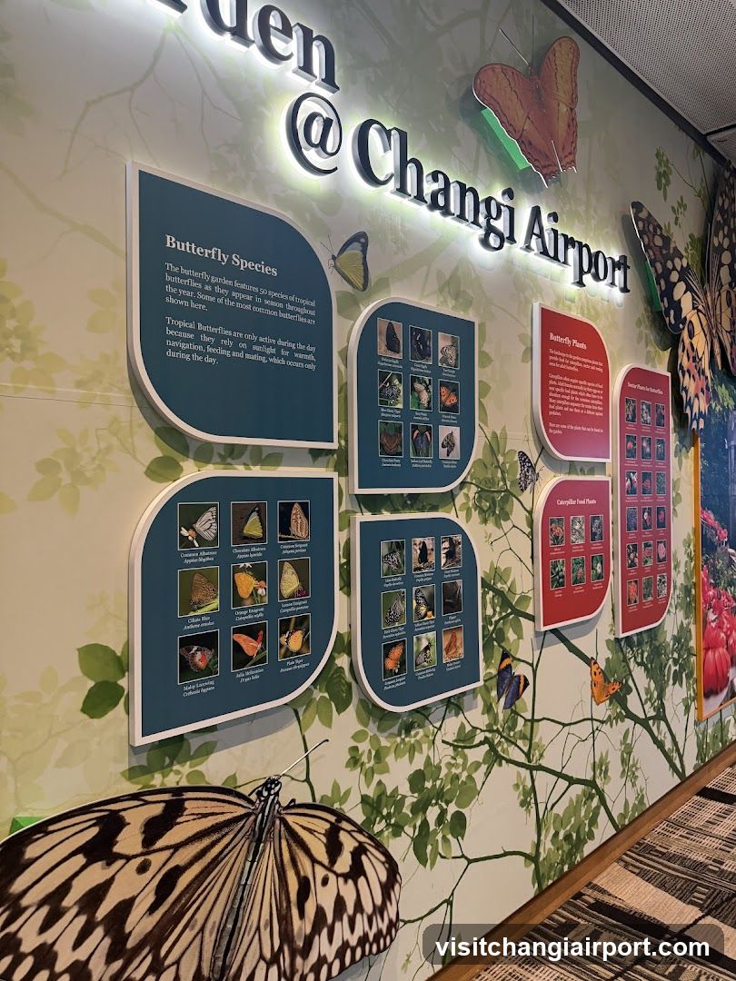 Butterfly Garden @ Changi Airport