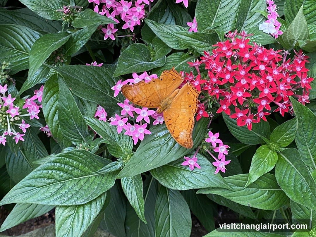 Butterfly on Pink and Red Flowers
