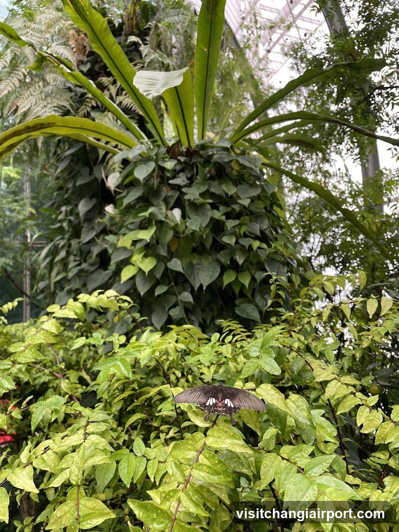Butterfly in a lush greenhouse