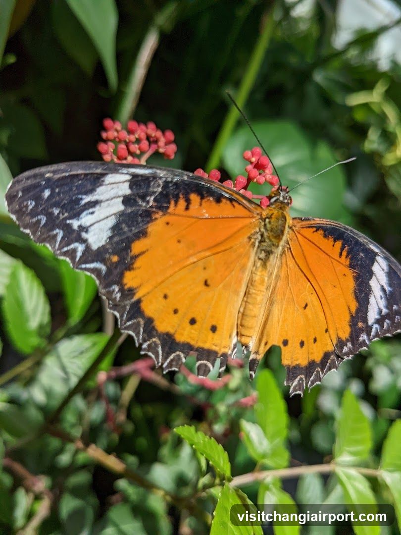 Butterfly on Red Berries