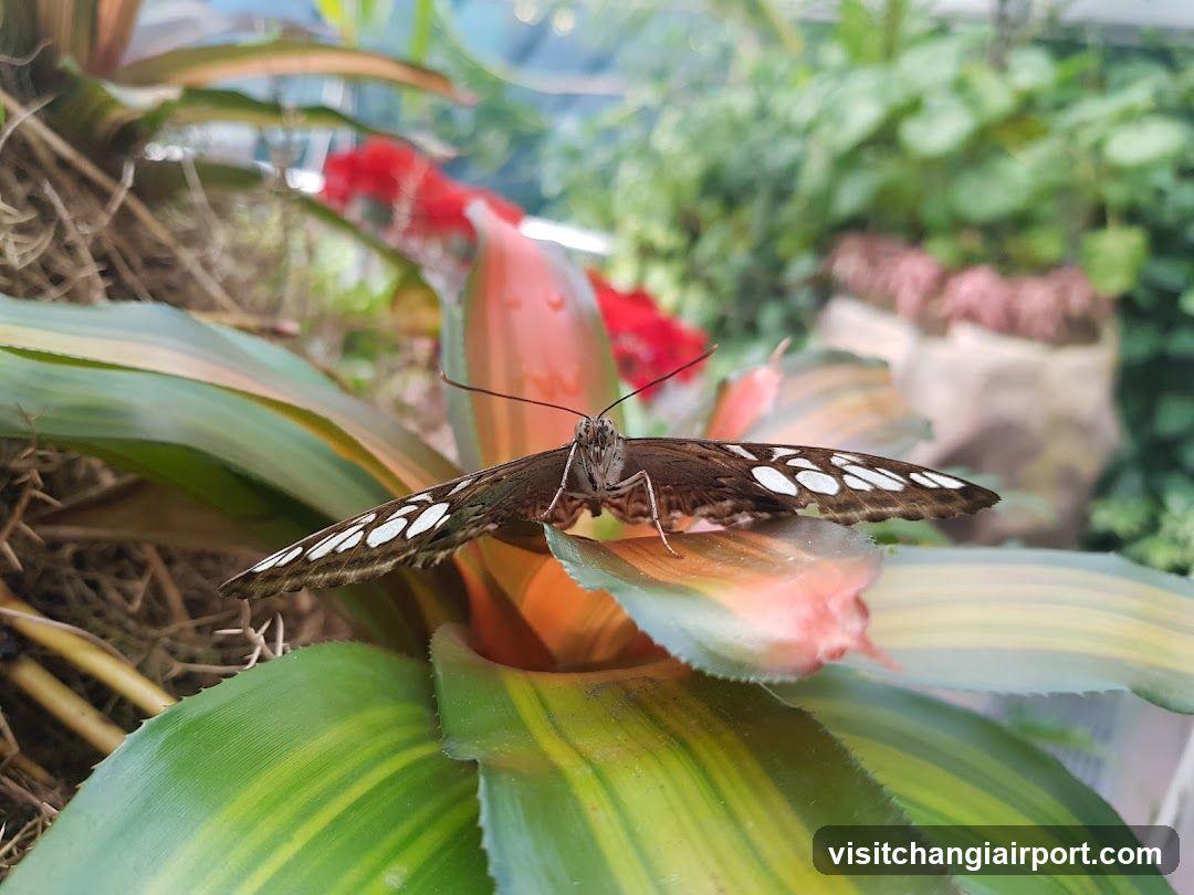 Butterfly on Bromeliad