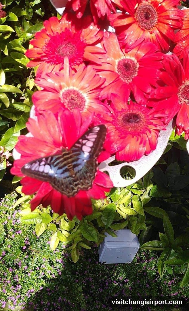 Butterfly on Red Gerbera Flowers