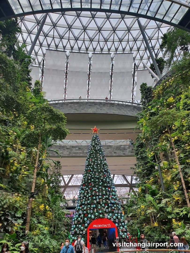Christmas Tree in a Tropical Setting