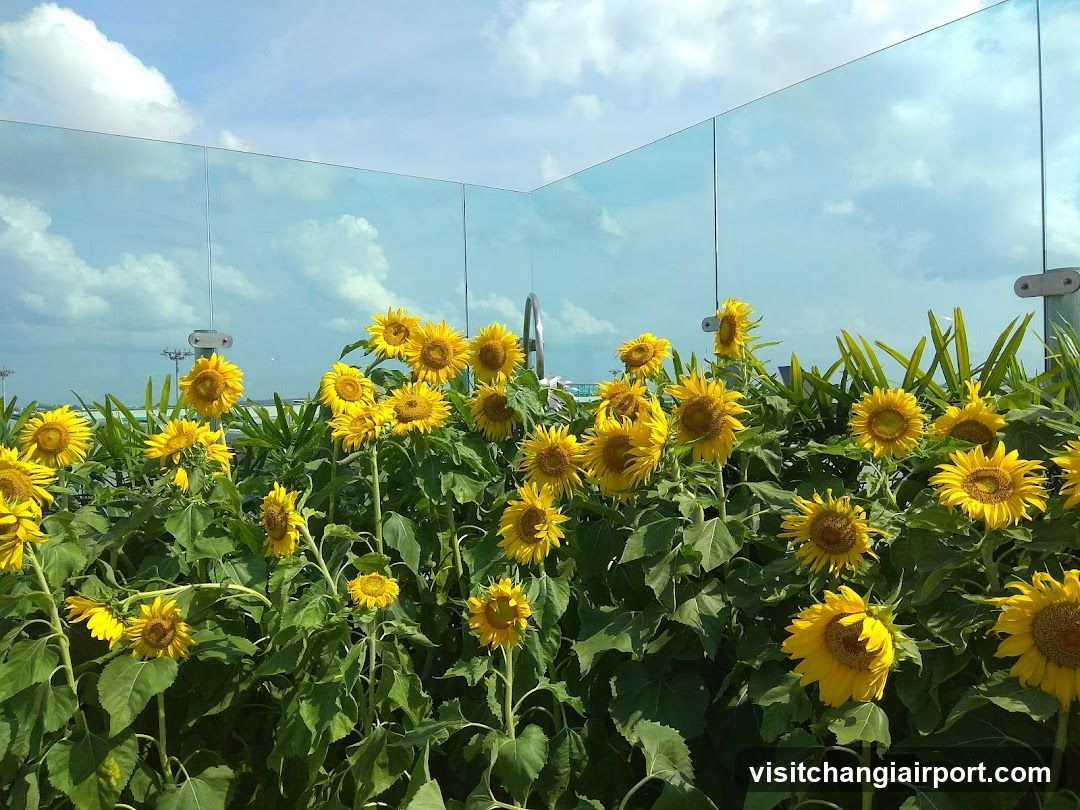 Sunflowers in a glass-enclosed garden