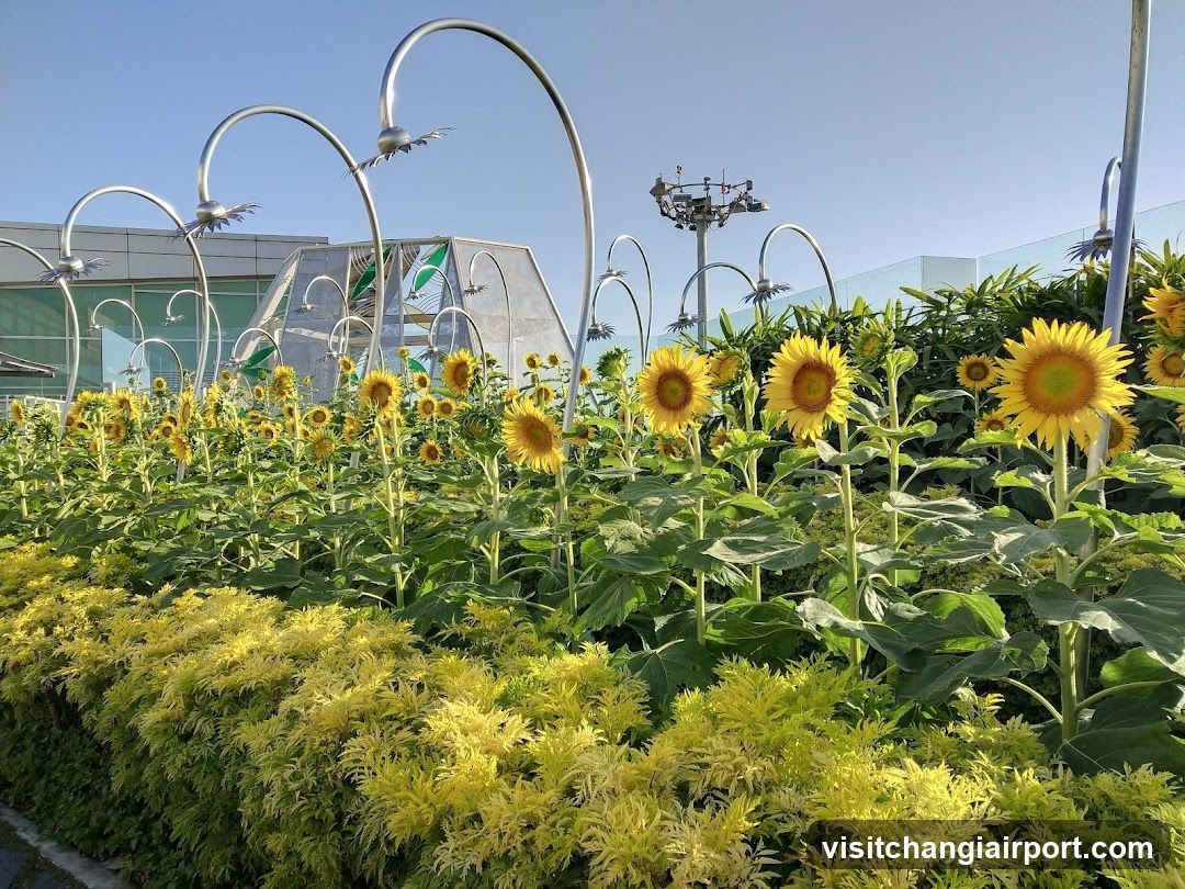 Sunflower Garden with Artistic Lighting