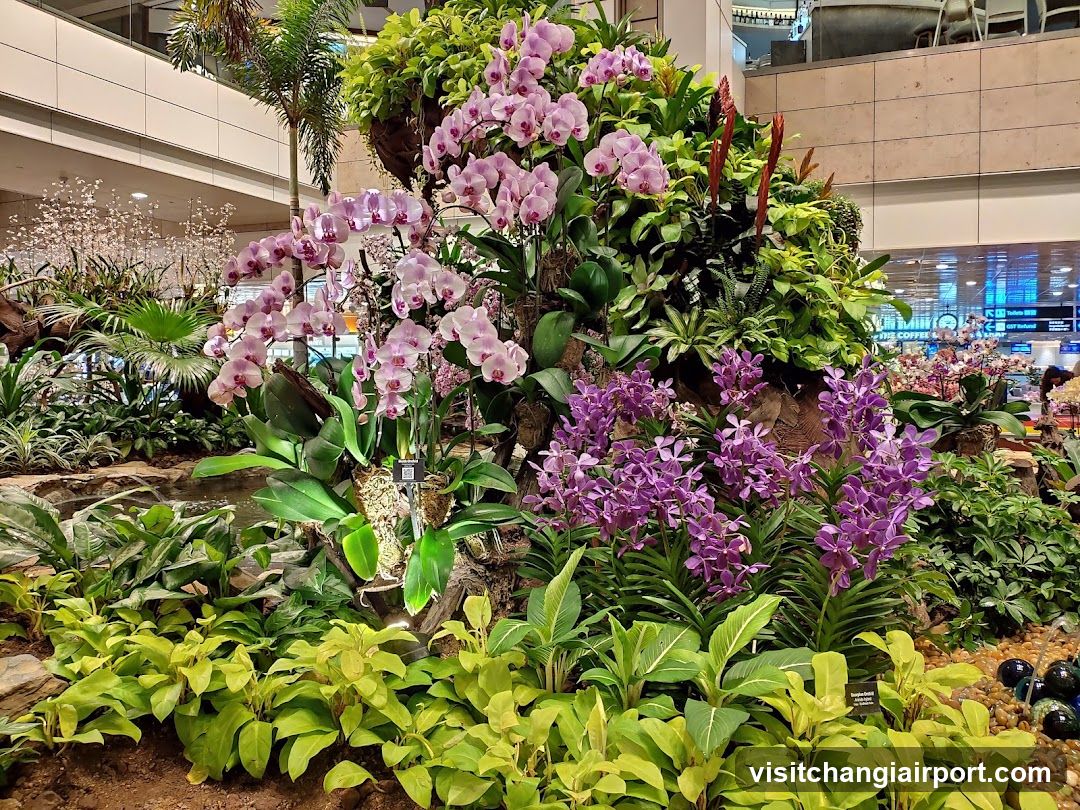 Orchid Garden Display
