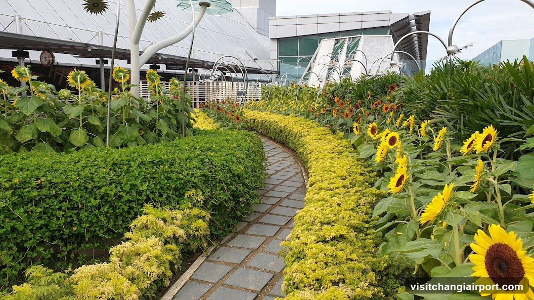 Sunflower Garden Pathway