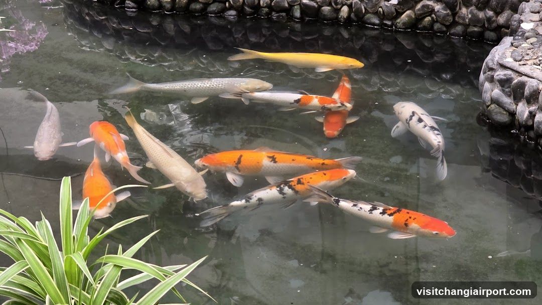 Koi Fish in Pond