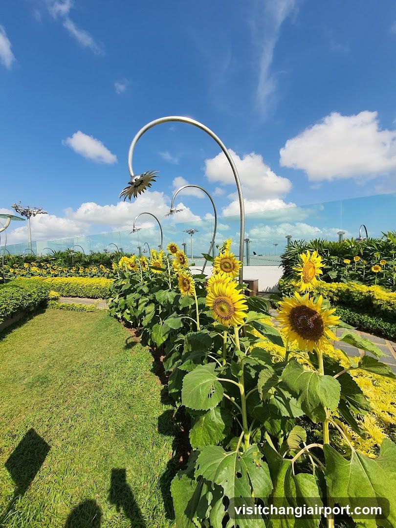 Sunflower Garden with Curved Metal Art Installations