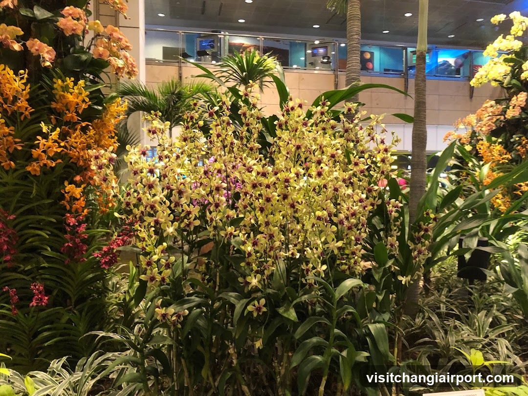 Orchid Display in Indoor Garden