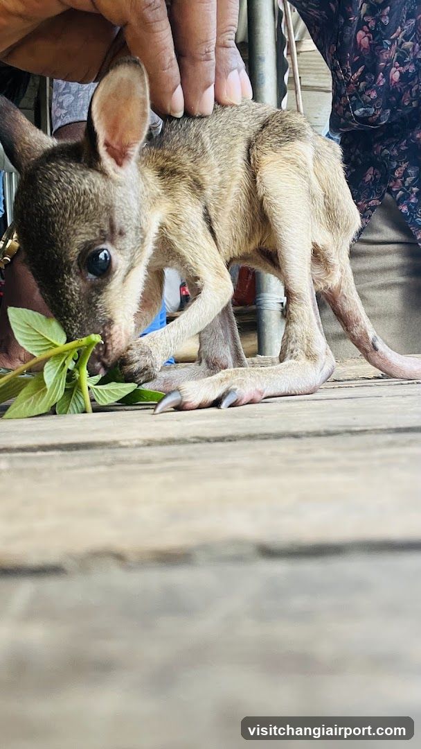 Small Animal Being Handled