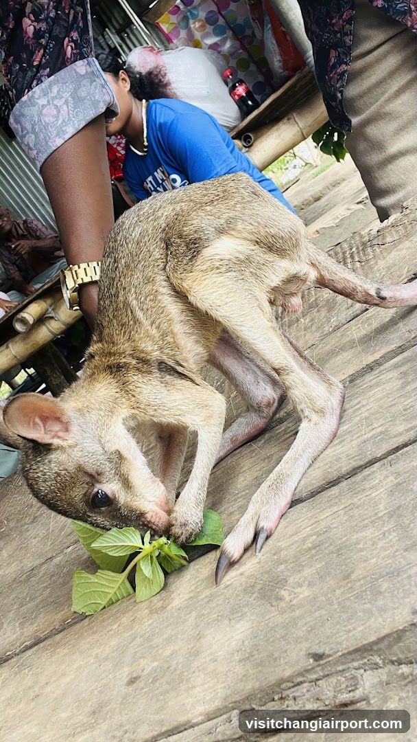 Kangaroo with green leaves