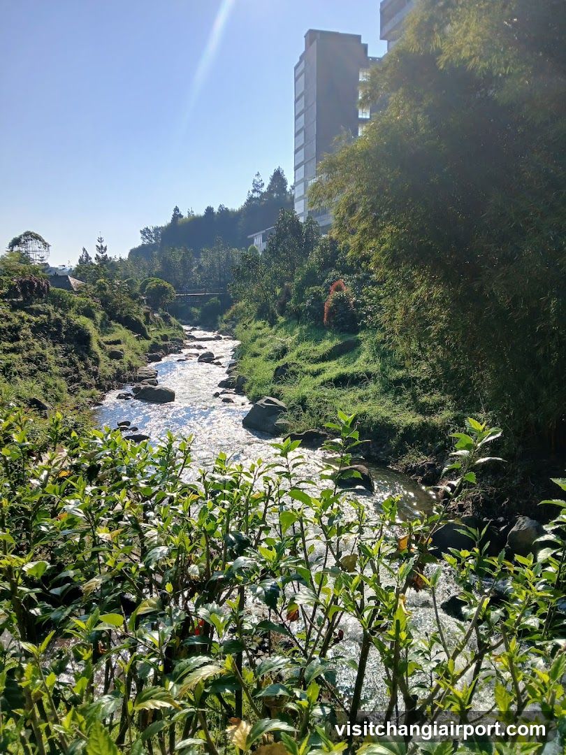 Stream in a lush green area with buildings nearby