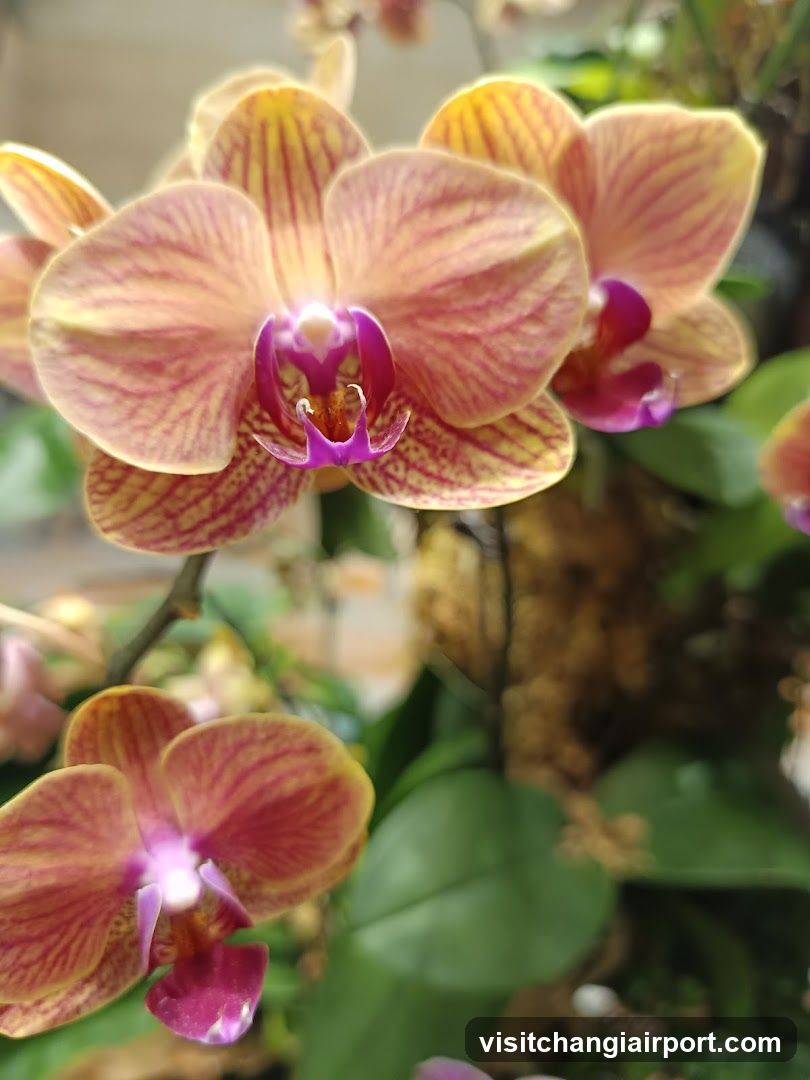 Enchanted Garden, T2, Changi Airport
