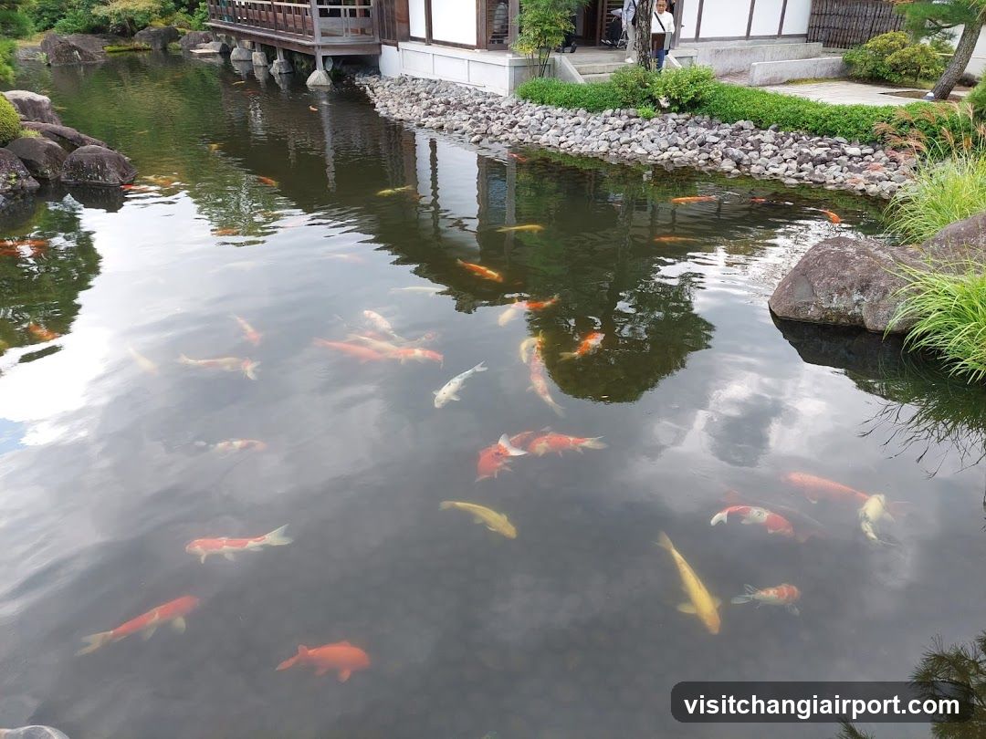 Koi Pond in Japanese Garden