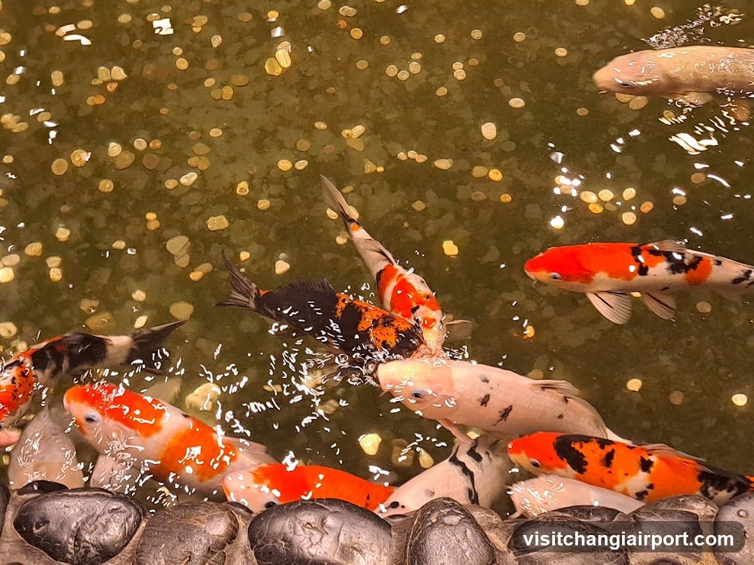 Koi Fish in Pond