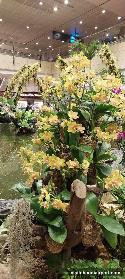 Indoor Floral Display with Yellow Orchids
