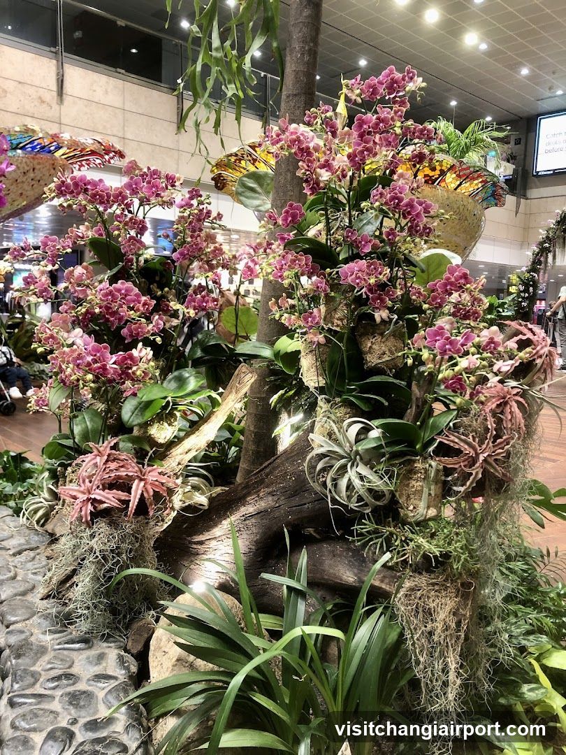 Orchid Display in Public Space